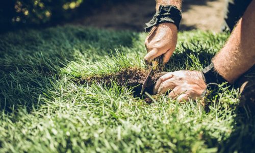 Hands of Senior man cutting rolled grass to fit