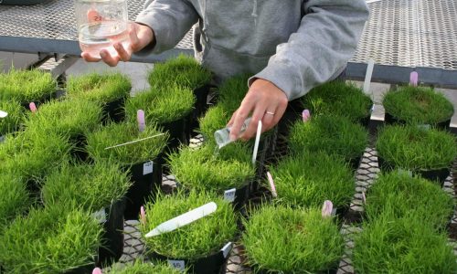 turf researches fertilizing grass specimens